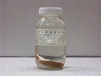 藏品(日本電鱝)的圖片